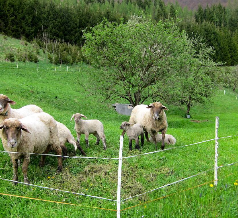 Romantische Ferienhütte Ennstaler Nat Kalkalpen bis 6 Personen Kleinreifling Exterior foto